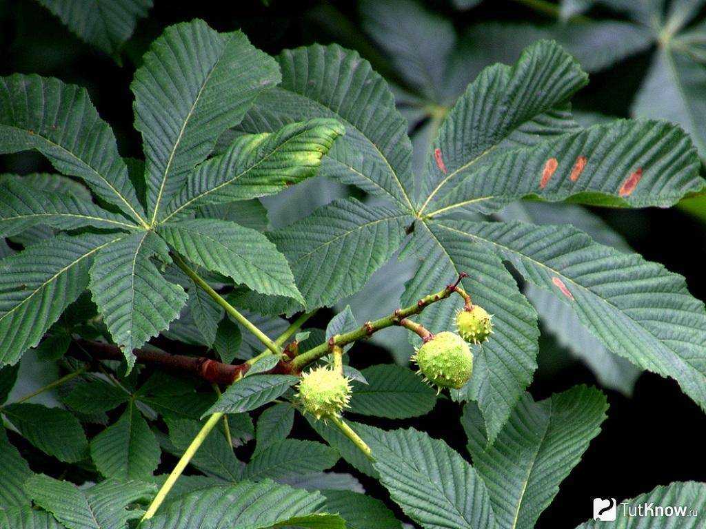 Folia aesculi hippocastani — листья конского каштана (aesculi hippocastani  folium — конского каштана лист)