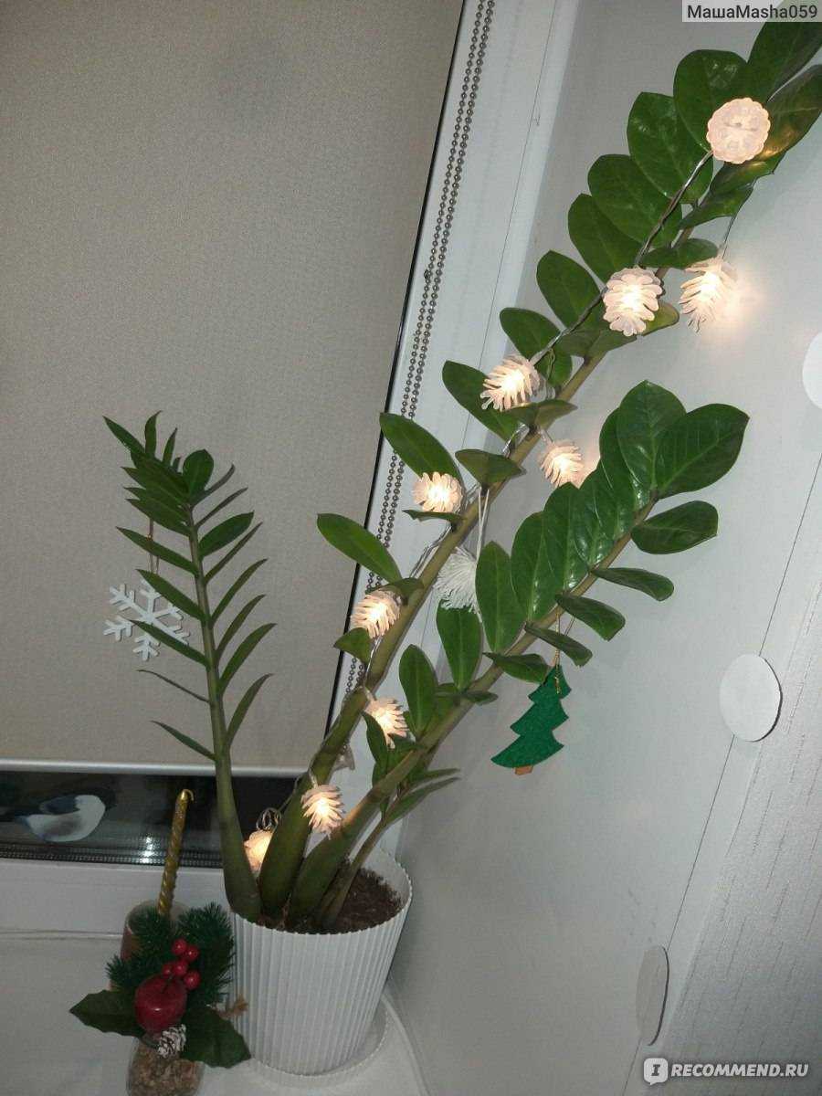 Комнатное растение замиокулькас: уход в домашних условиях