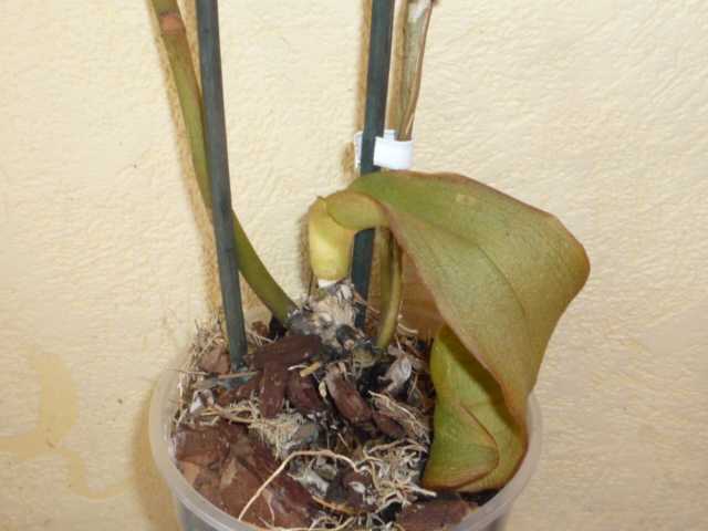 Вялые листья у орхидея фаленопсис: узнайте почему, что делать и как спасти?