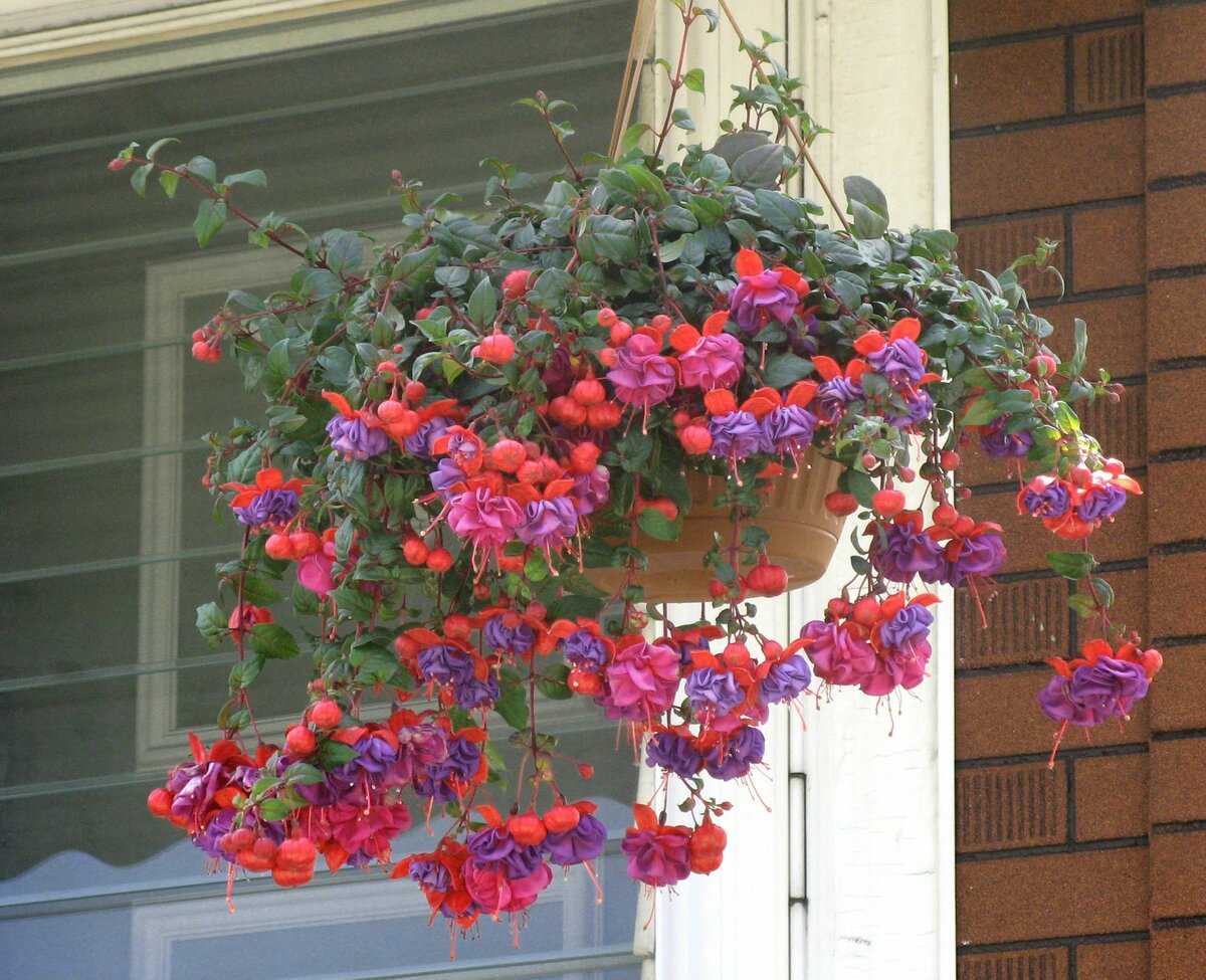 Цветы для подвесных кашпо на улице свисающие название и фото
