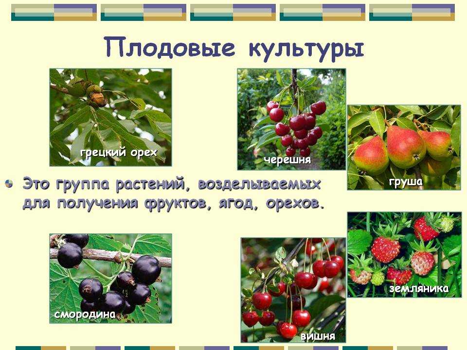 Плодовые культурные растения примеры и названия