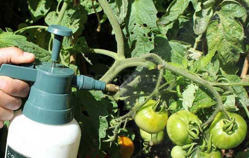 Как повысить урожай томатов путем регулирования развития