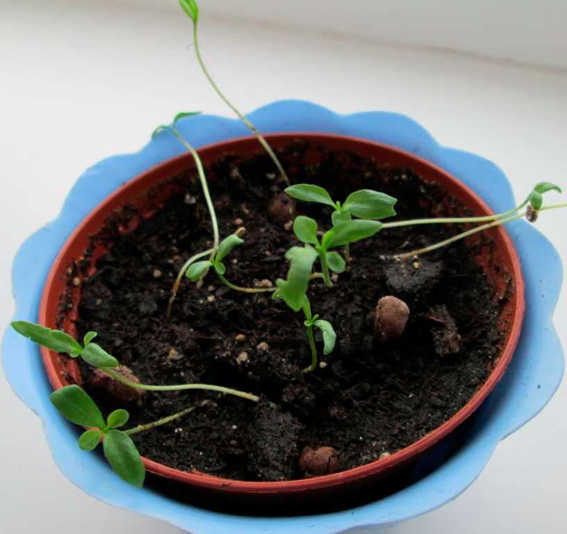 Декоративный паслен "соланум" ("картофельное дерево"): размножение и уход в домашних условиях, фото