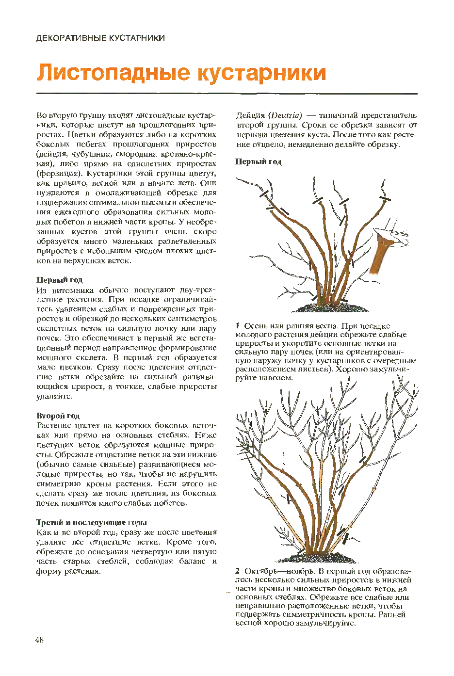 Правила посадки в открытый грунт чубушника шнеештурм: уход, полив, удобрение
