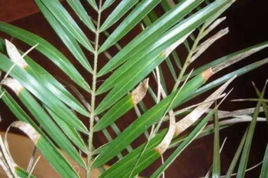Секреты успешного выращивания пальмы ливистона: