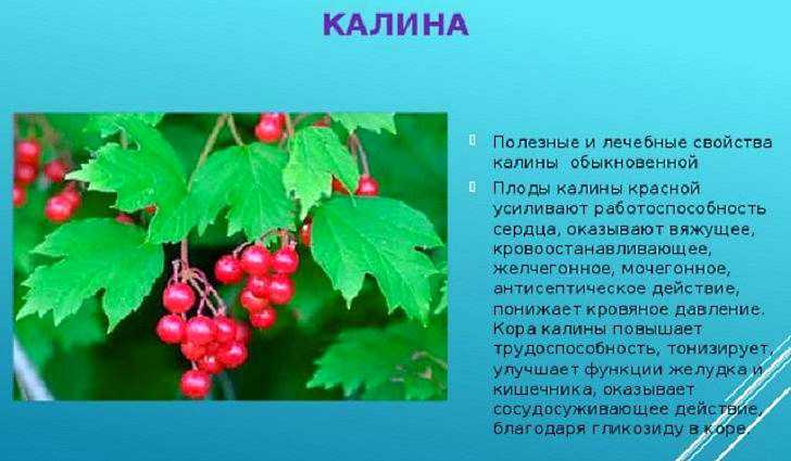 Калина - интернет-журнал «живой лес»