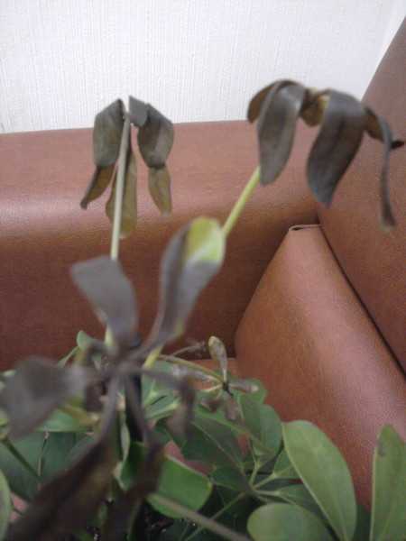 Шеффлера - комнатные растения представляет разноцветие