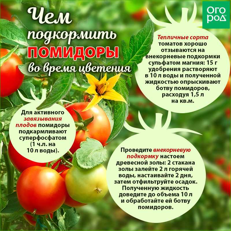 Как повысить урожайность помидоров | огородник