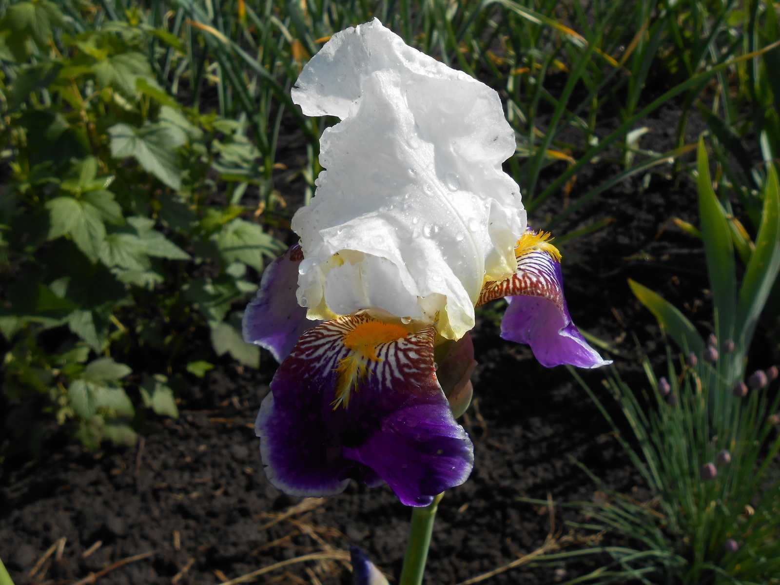Ирис (растение) - iris (plant) - abcdef.wiki