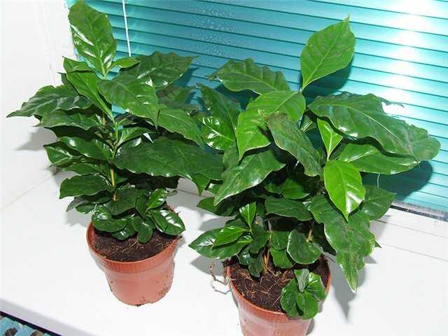 Комнатное растение кофе арабика или кофейное дерево