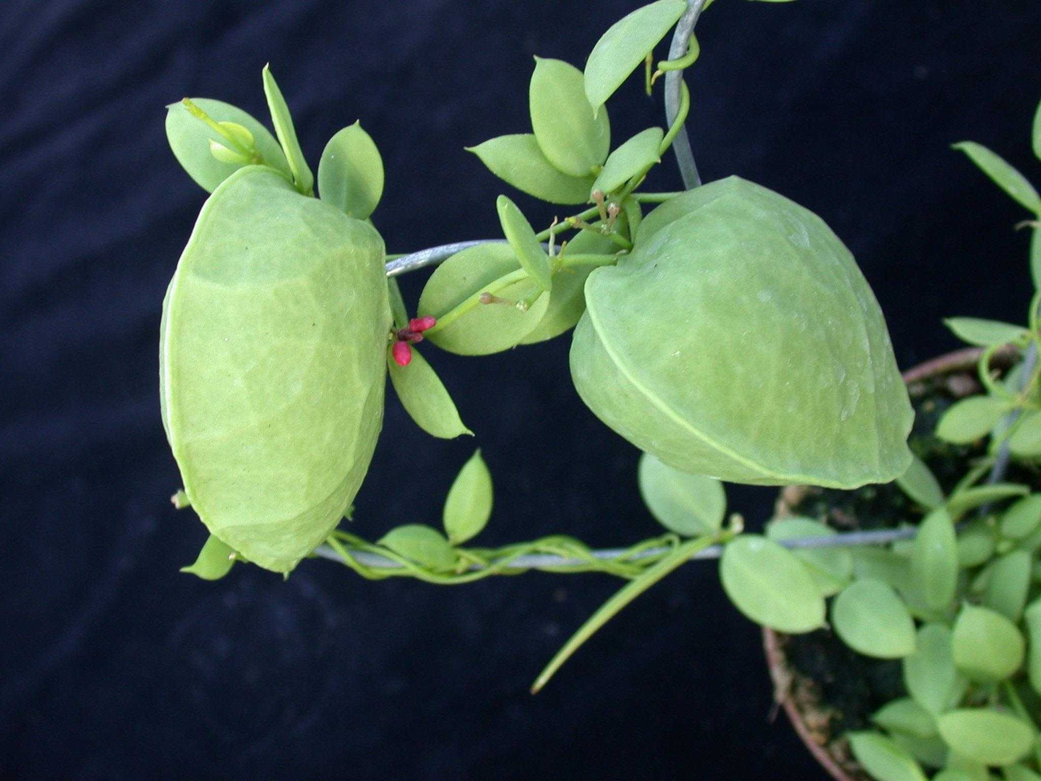 Дисхидия (dischidia ruscifolia) размножение mm-ewm.ru