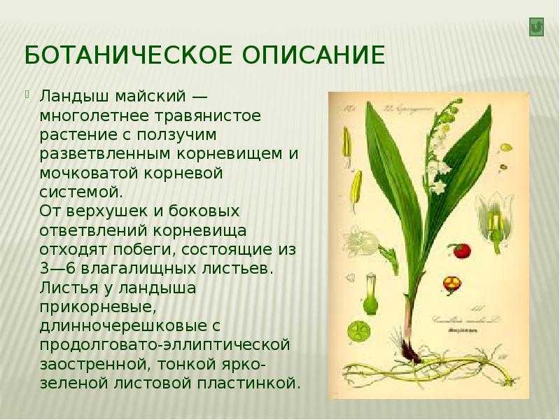Ландыш: описание, выращивание и уход за растением. ландыш цветок. описание, особенности, уход и выращивание ландышей