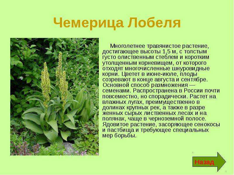 Чемерица белая: описание, полезные и опасные свойства, применение в народной медицине и ветеринарии