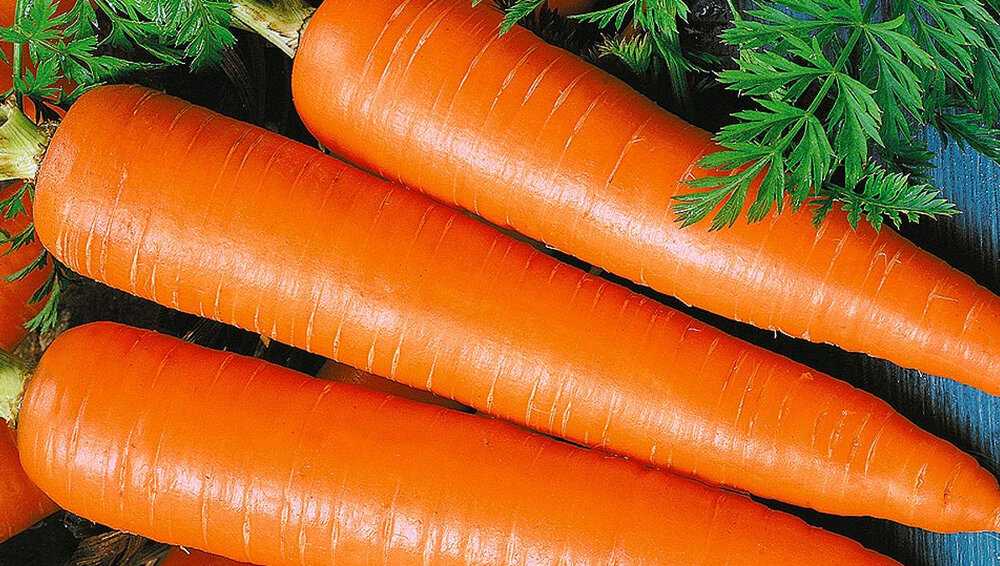 Морковь — виды, основные достоинства и противопоказания + 104 фото