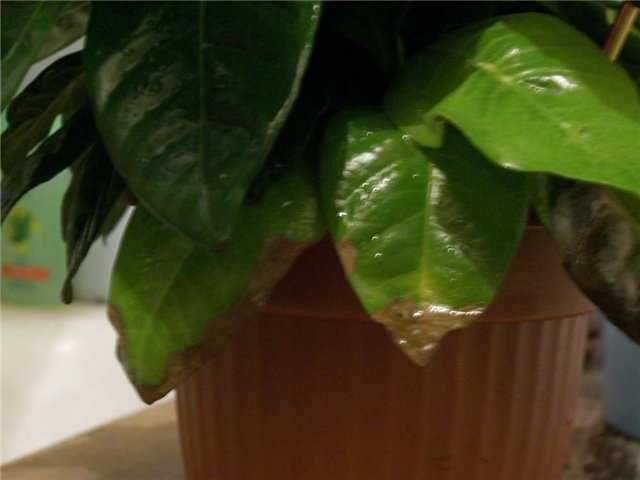 Гардения жасминовая – уход в домашних условиях, размножение, фото