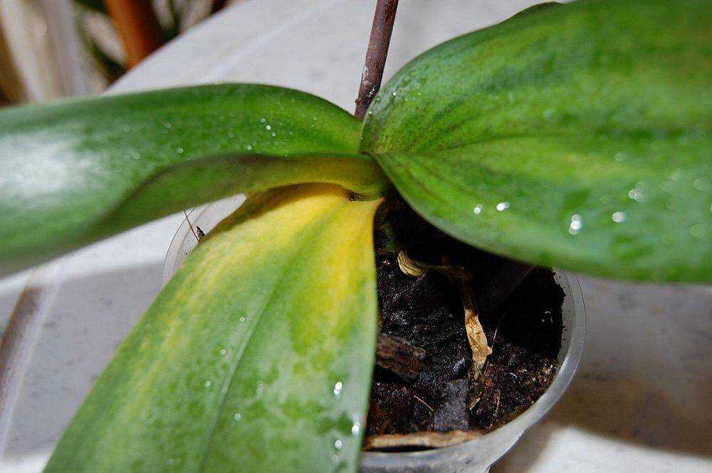 Когда орхидея отцвела, что делать со стеблем, подробнее смотрите на видео советы по действиям после цветения
