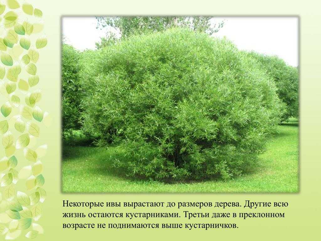 Ива: фото дерева и листьев, описание, разновидности - sadovnikam.ru