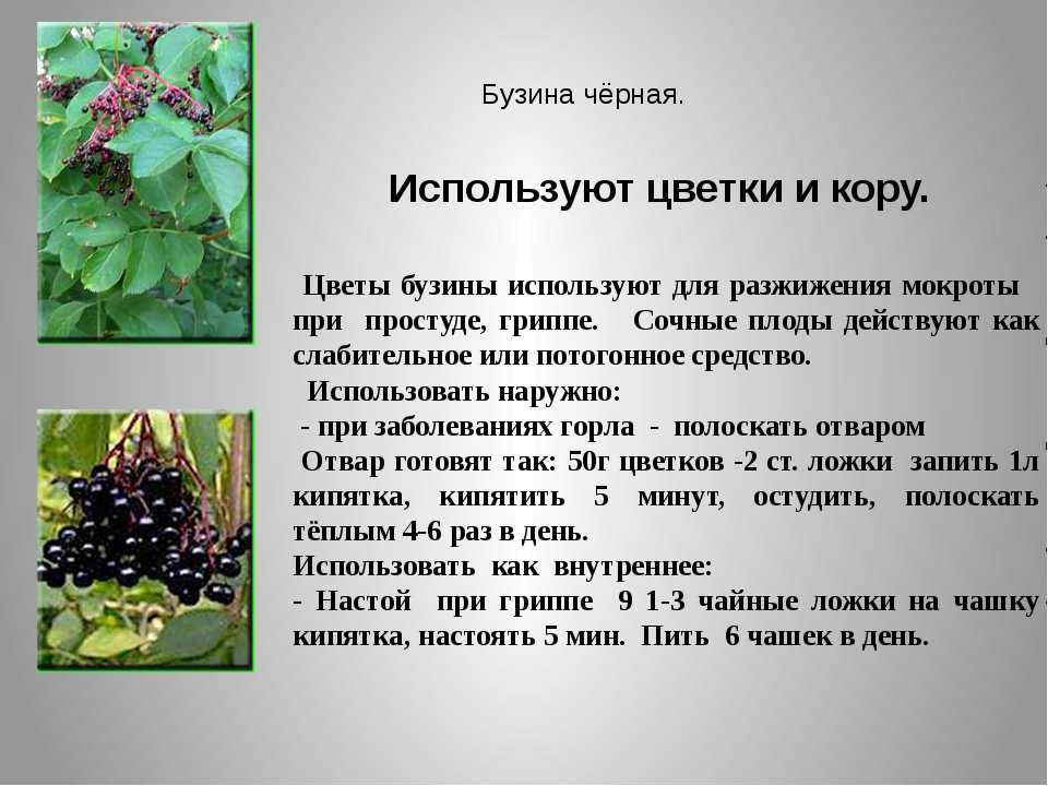 Бузина (растение): описание, посадка, размножение, полезные свойства - sadovnikam.ru