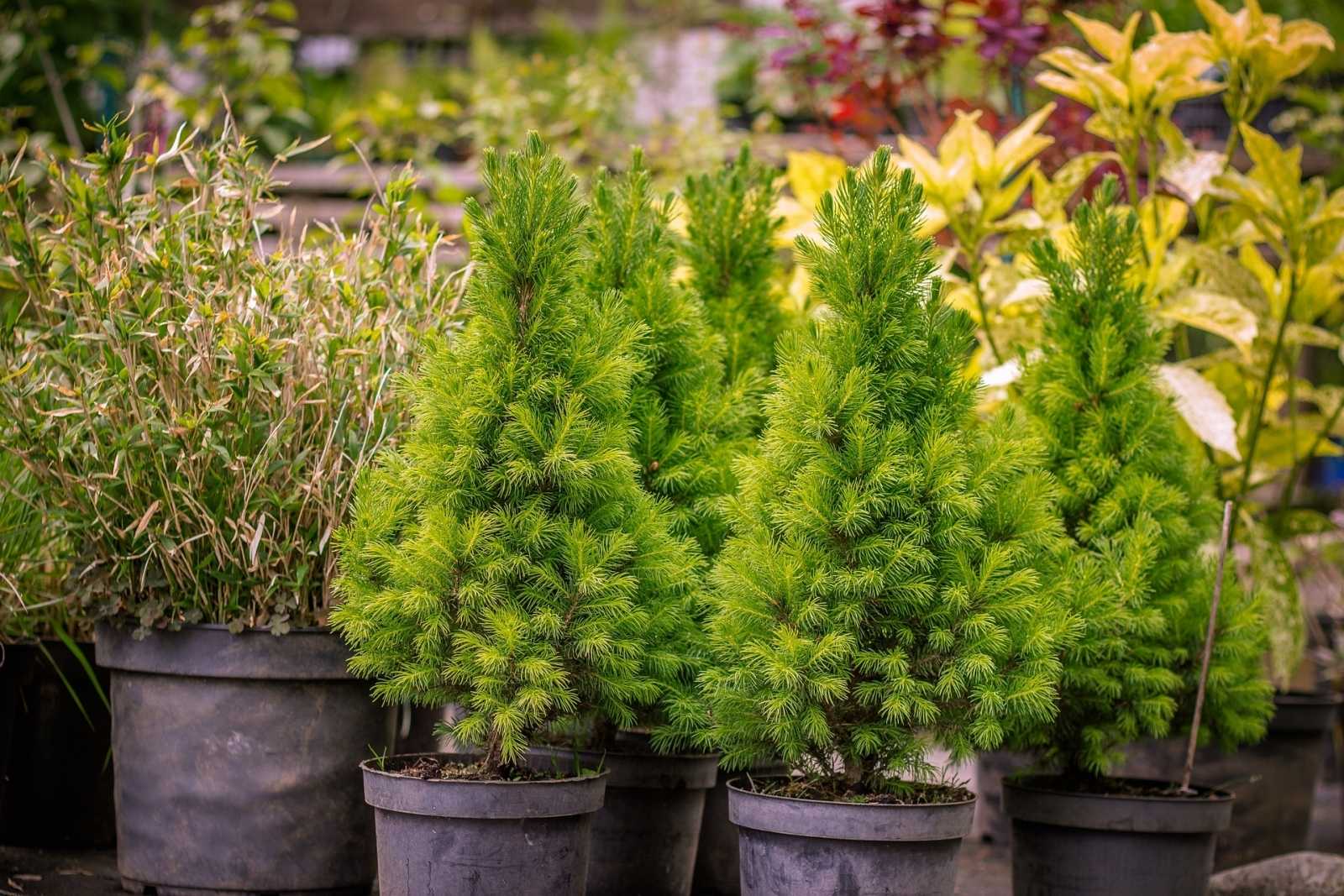Хвойные растения для сада: какие выбрать, где и как сажать