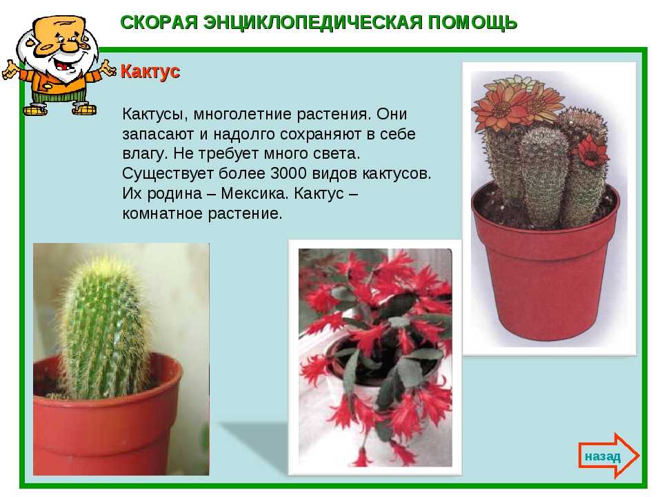 Пустынные кактусы: уход и разновидности растения
