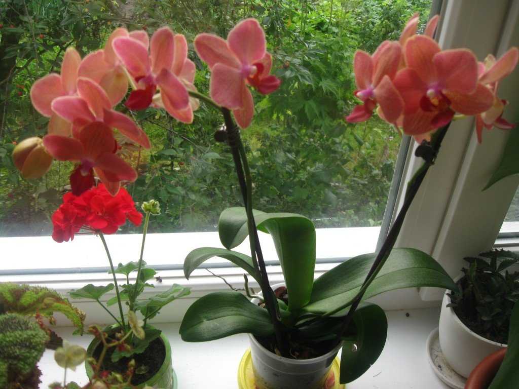 Размножение орхидеи фаленопсис в домашних условиях с помощью деток, черенков цветоносов, семян