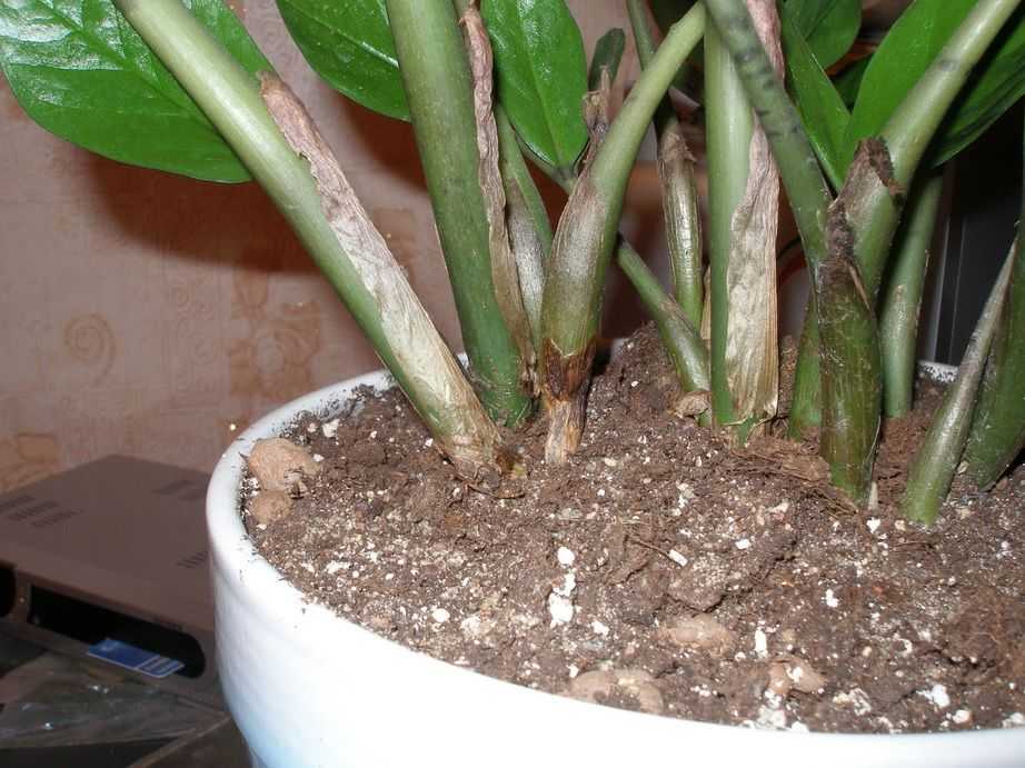 Почему у домашнего замиокулькаса сохнут листья или стебель? основные причины и способы устранения проблем