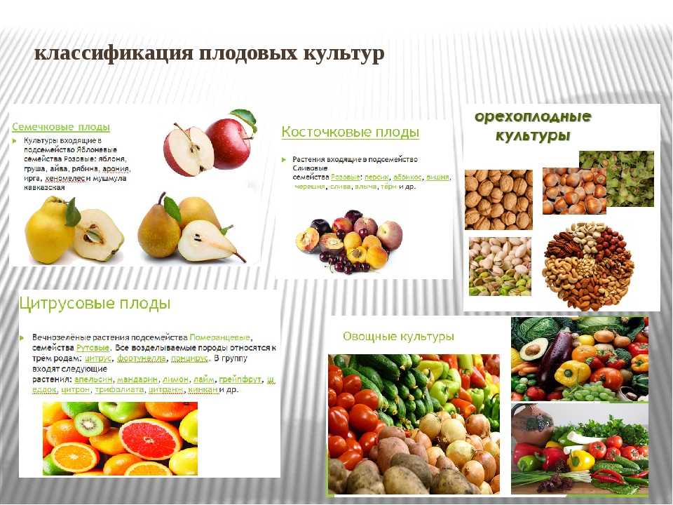 Ягодные плодовые культуры. выращивание основных видов плодовых и ягодных культур технология богатых урожаев