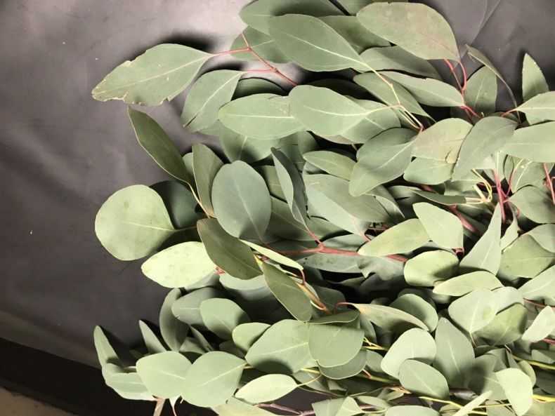 Эвкалипт гунни eucalyptus gunnii