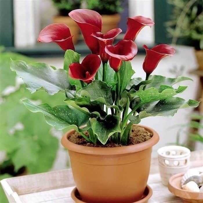 Зантедеския уход в домашних условиях за цветком, фото растения