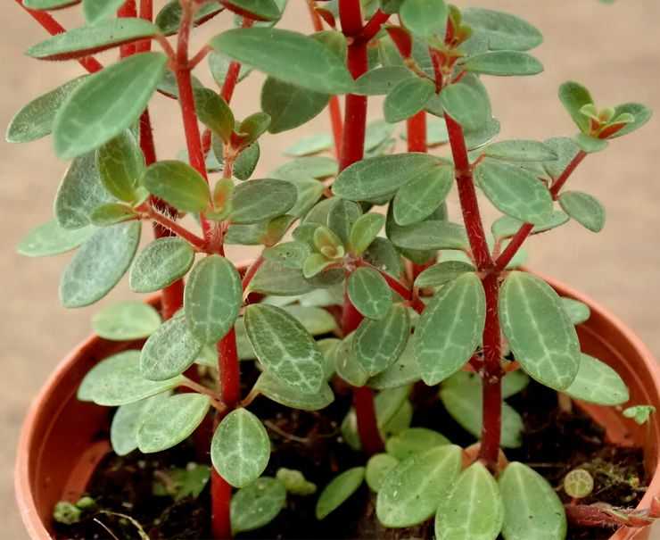 Пеперомия сморщенная (peperomia caperata): фото, посадка и уход