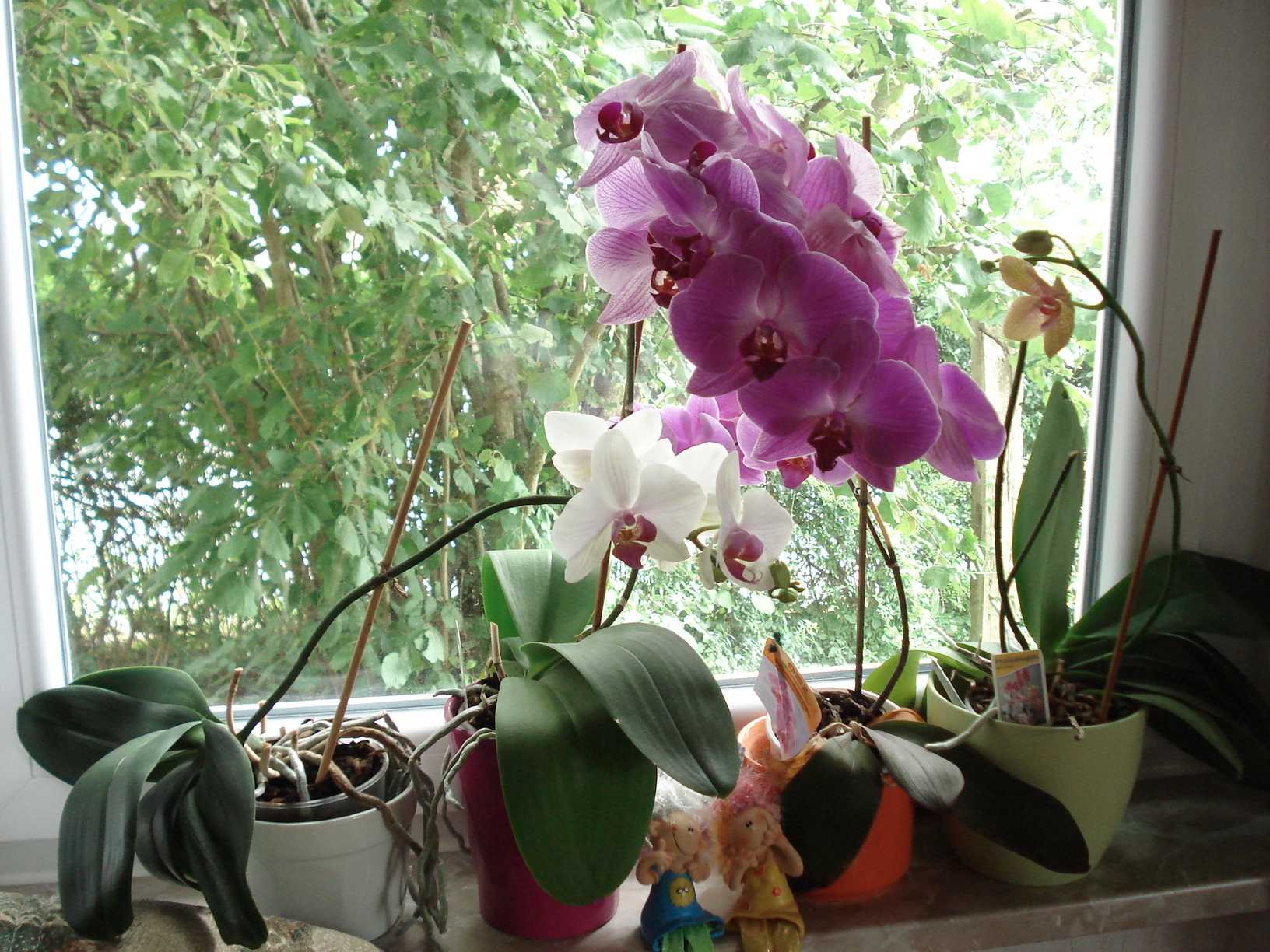 Что нужно знать о цветении орхидеи фаленопсис?