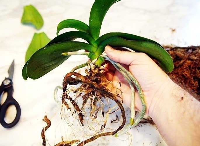 Почему орхидея вянет после пересадки и что делать, если кажется, что она погибает и не растет?