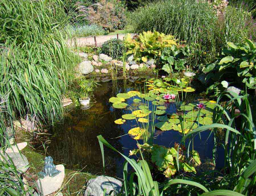 Растения для разных зон водоема | пруды, водоемы, фонтаны | журнал «дом и сад»