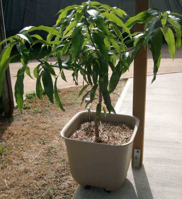 Выращиваем манго из косточки