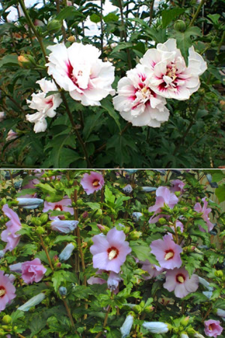 Гибискус садовый: уход и размножение, посадка в открытом грунте, фото, выращивание в подмосковье, как зимует в саду