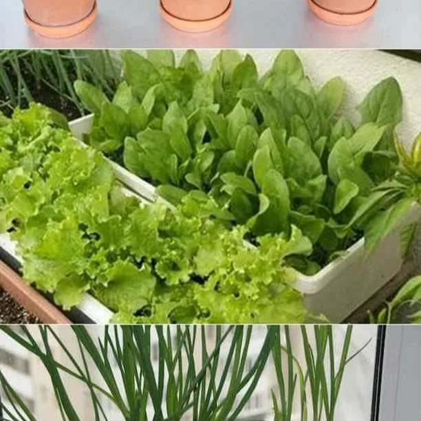 Как сажать кресс салат: выращивание в открытом грунте, теплице, на подоконнике