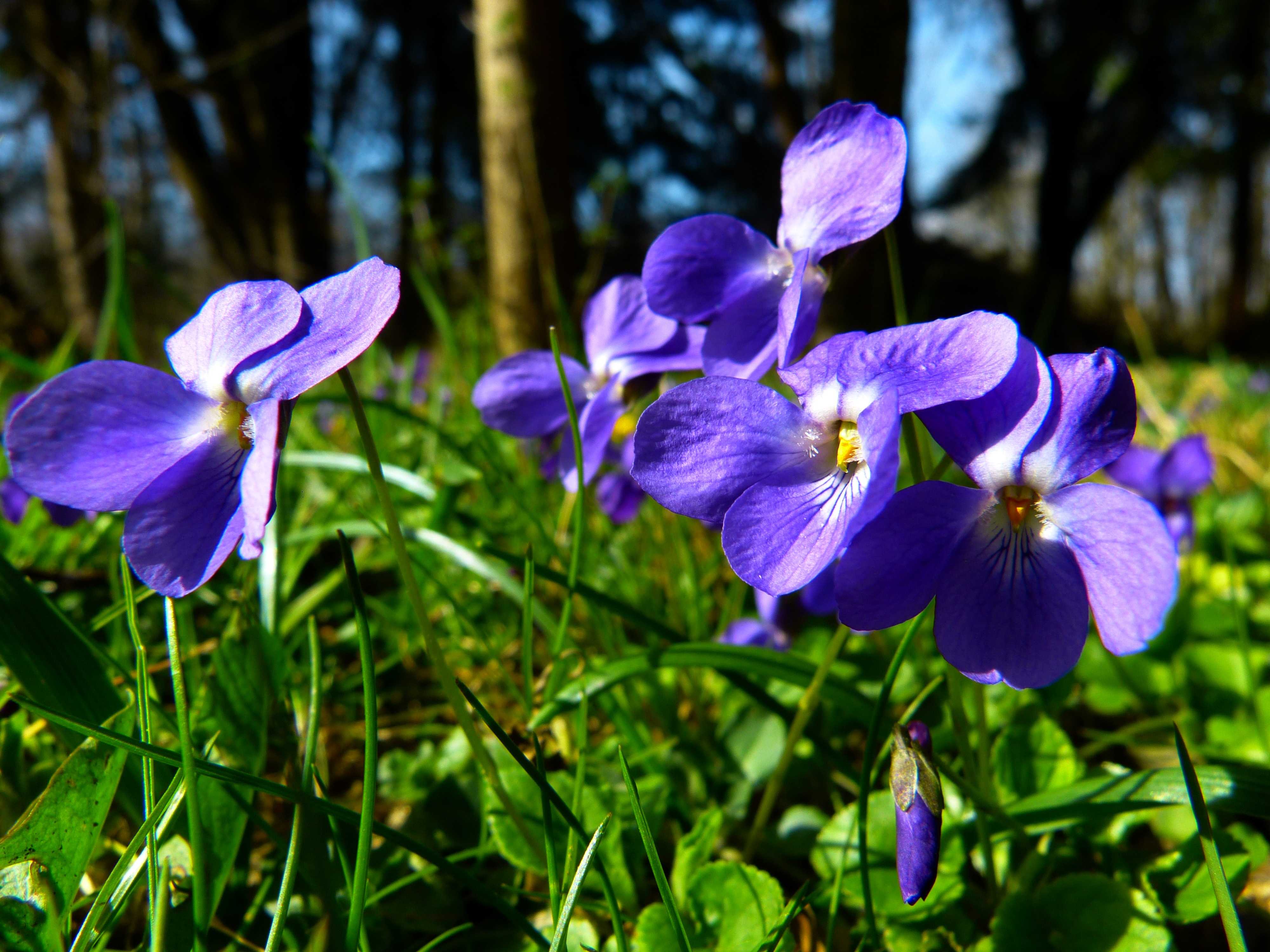 Фиалка ожидание весны (к. морев): условия существования, фото и описание цветка