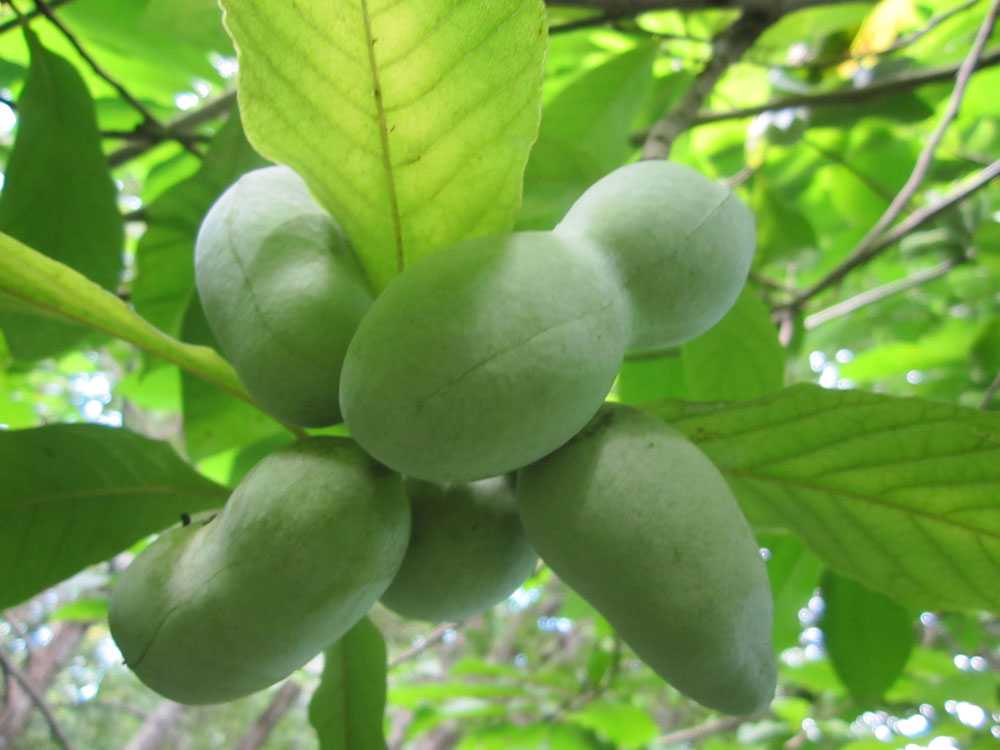 Азимина трехлопастная — банановое дерево средних широт, выращивание и уход