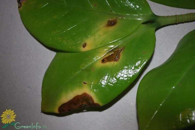 Замиокулькас - листья желтеют, сохнут и опадают в домашних условиях
