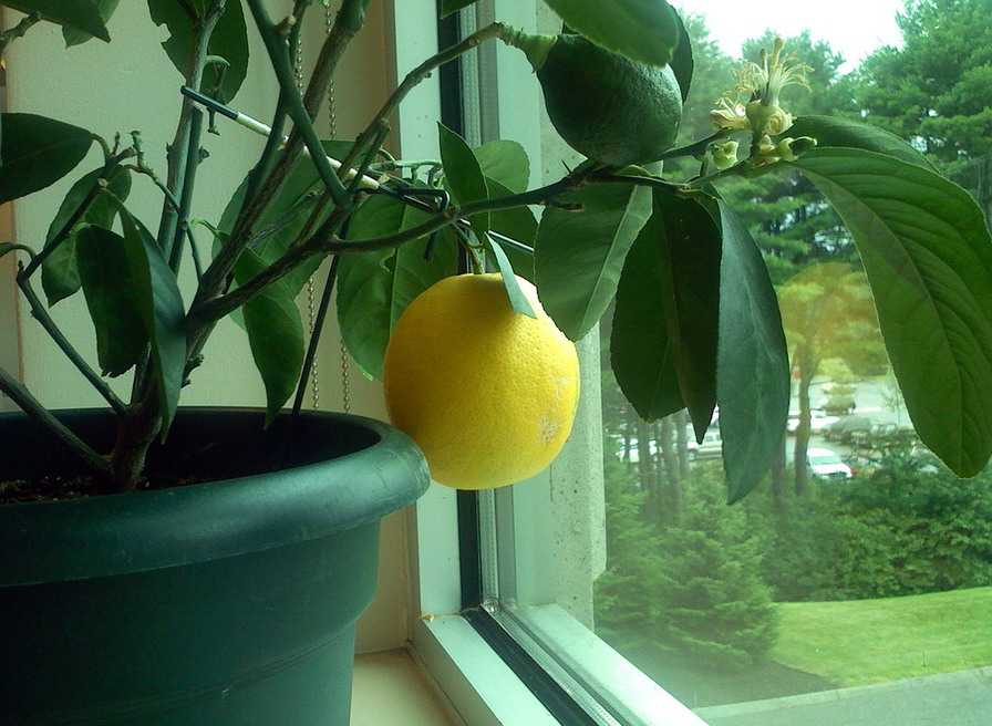 Комнатный лимон: уход в домашних условиях, болезни и вредители
