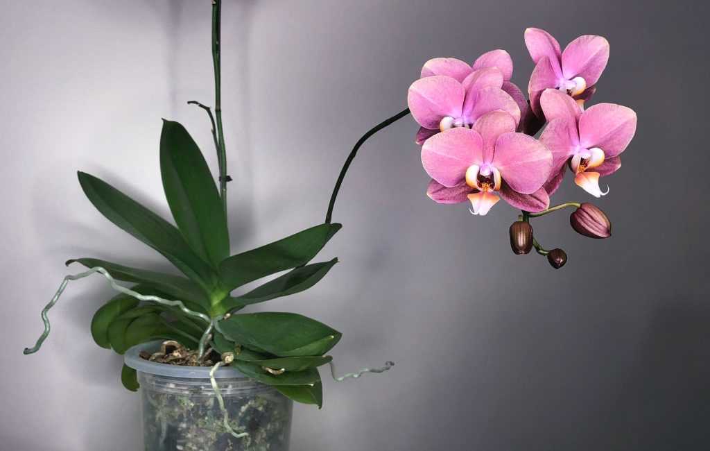 Как понять, что орхидея погибает и что делать, как восстановить и помочь цветку, если он вянет, фото и видео от специалистов