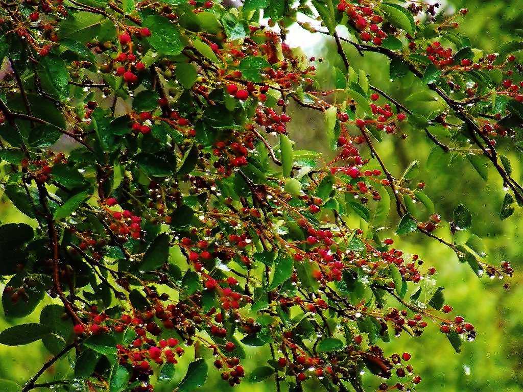 Лесные ягоды: какие съедобные и несъедобные плоды растут в лесу в россии