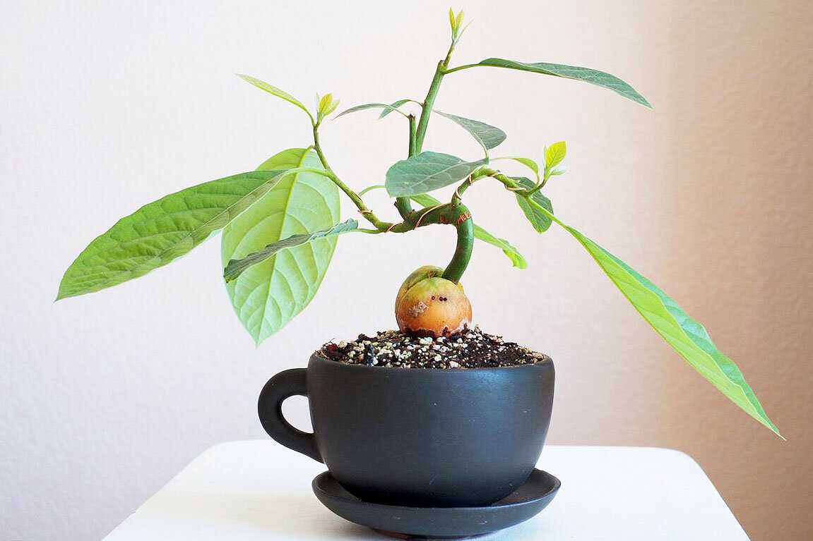Авокадо - где растет, в какой стране? как вырастить авокадо из косточки в домашних условиях