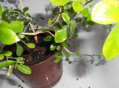 Мурайя: секреты правильного ухода за лечебным растением в домашних условиях