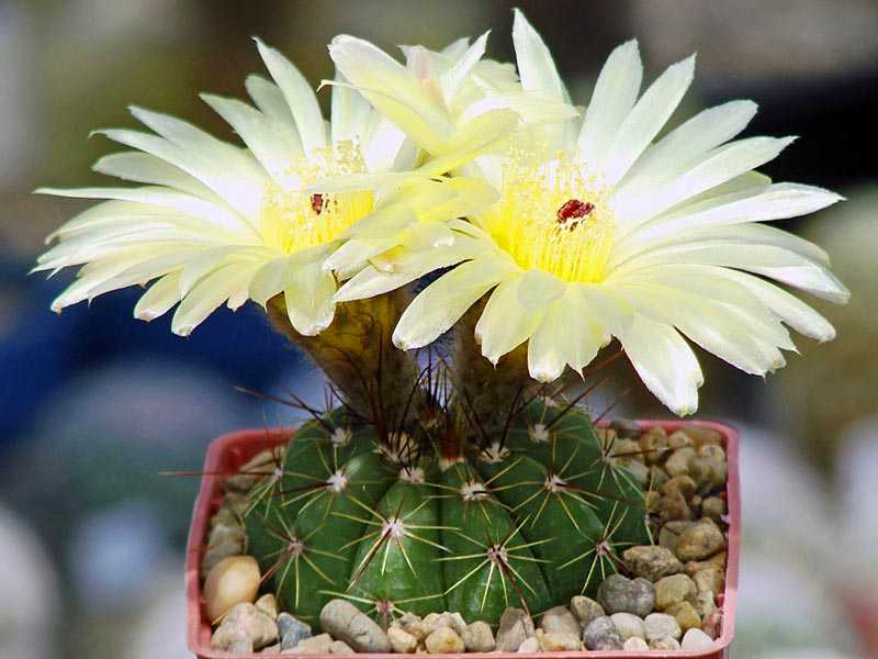 8 редких видов цветущих кактусов, подходящих для домашних условий
