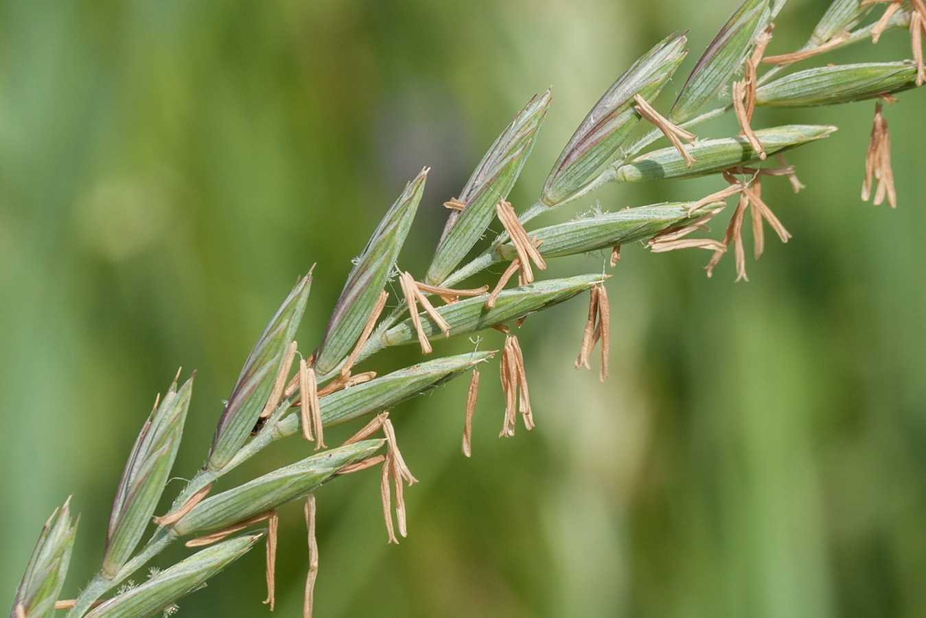 Пырей ползучий: лечебные свойства, применение в народной медицине, когда собирать корни травы, отзывы »