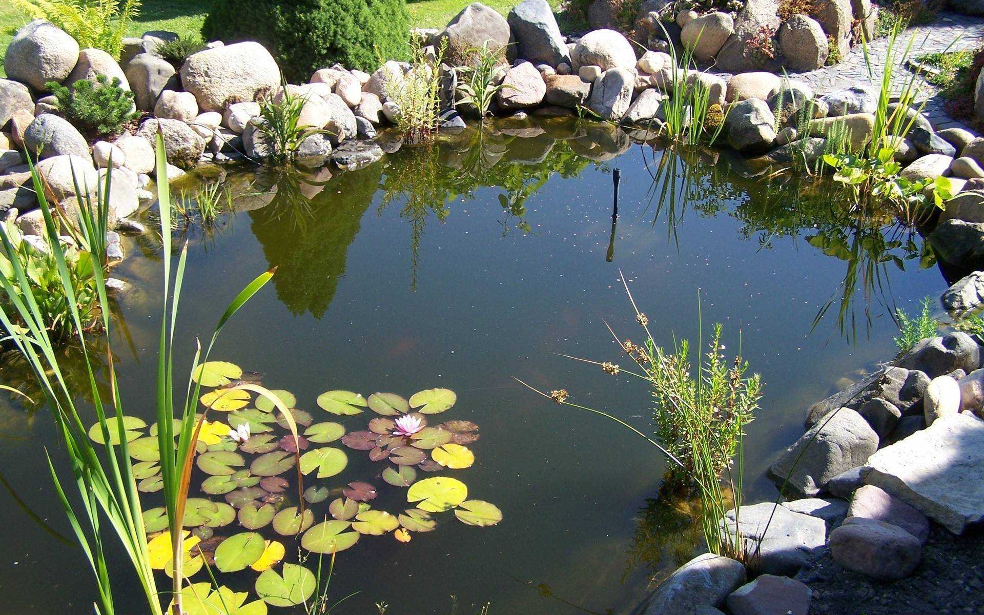 Болотница или ситняг: растение для водоемов и аквариумов