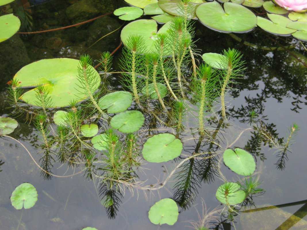 Водные растения для озеленения прудов экопарка. экопарк  z
