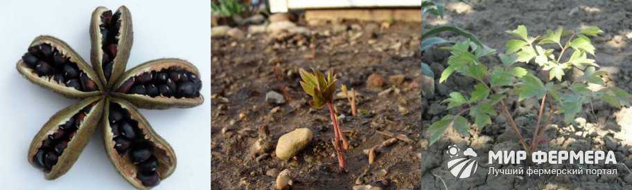 Как вырастить пионы из семян? особенности выращивания пионов