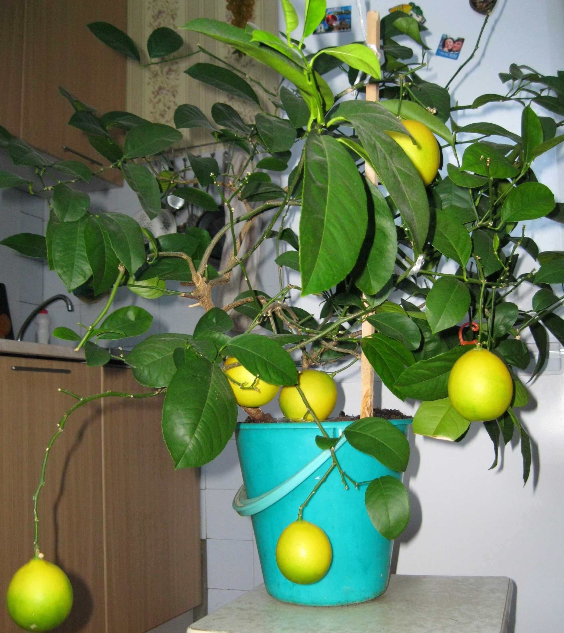 Как привить мандарин в домашних условиях чтобы он плодоносил